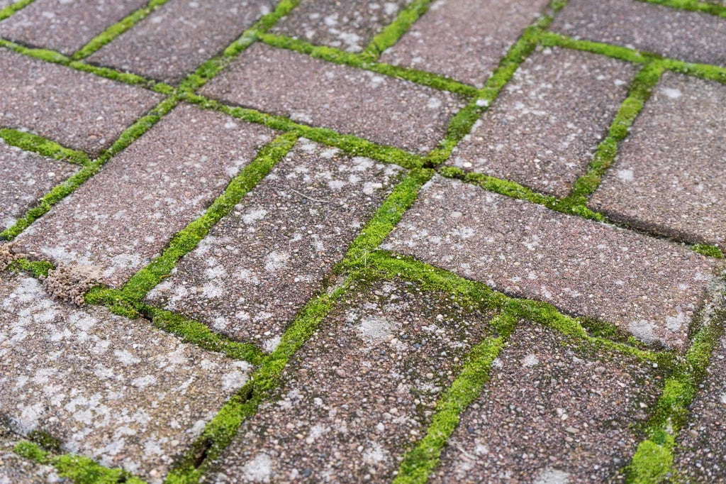 Jak Skutecznie Walczyć z Mchem na Kostce Brukowej – Praktyczny Poradnik